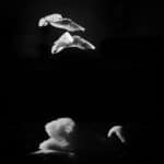 Be Inspired: two seagulls flying over a swan, against dark background