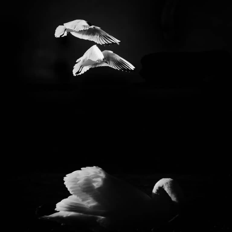 Be Inspired: two seagulls flying over a swan, against dark background