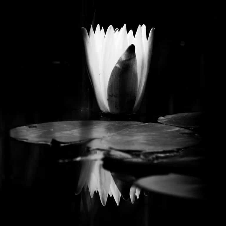 Hypnos: a bright shining water lily, against dark background