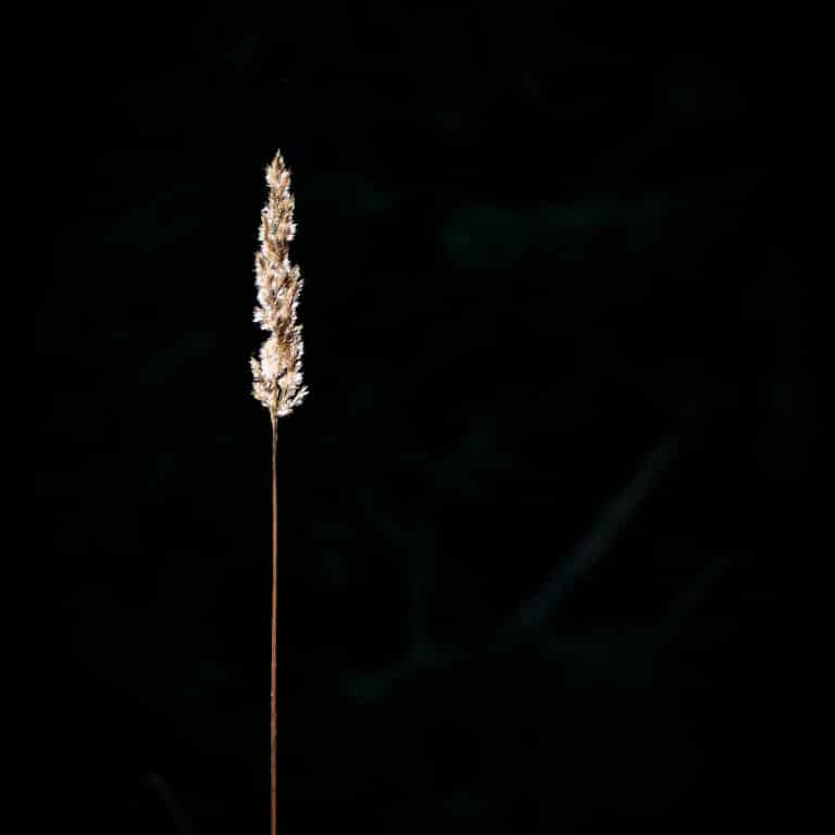 Little Sandman: golden blade of grass, against dark background