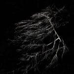 Metamorphosis: brightly shining branches of a tree, against dark background