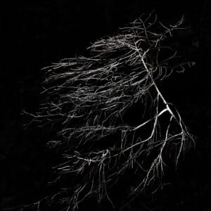 Metamorphosis: brightly shining branches of a tree, against dark background