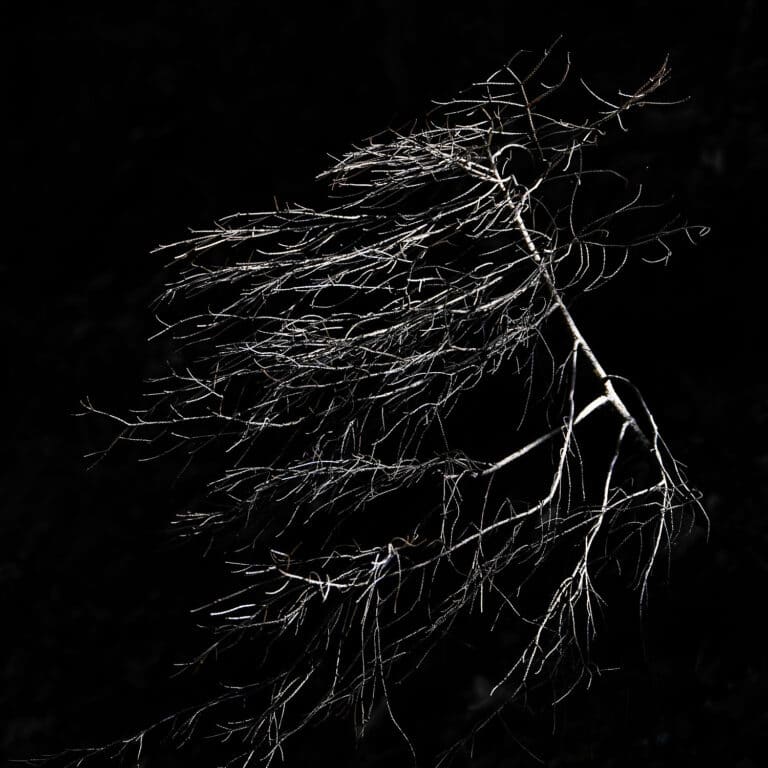 Metamorphosis: brightly shining branches of a tree, against dark background