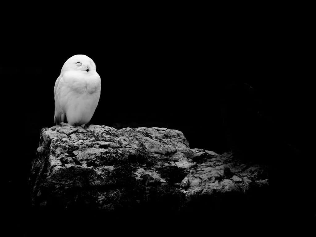 Morpheus: Snowy owl sitting on a stone, against dark background