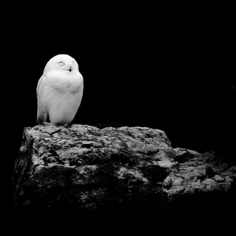 Morpheus: Snowy owl sitting on a stone, against dark background