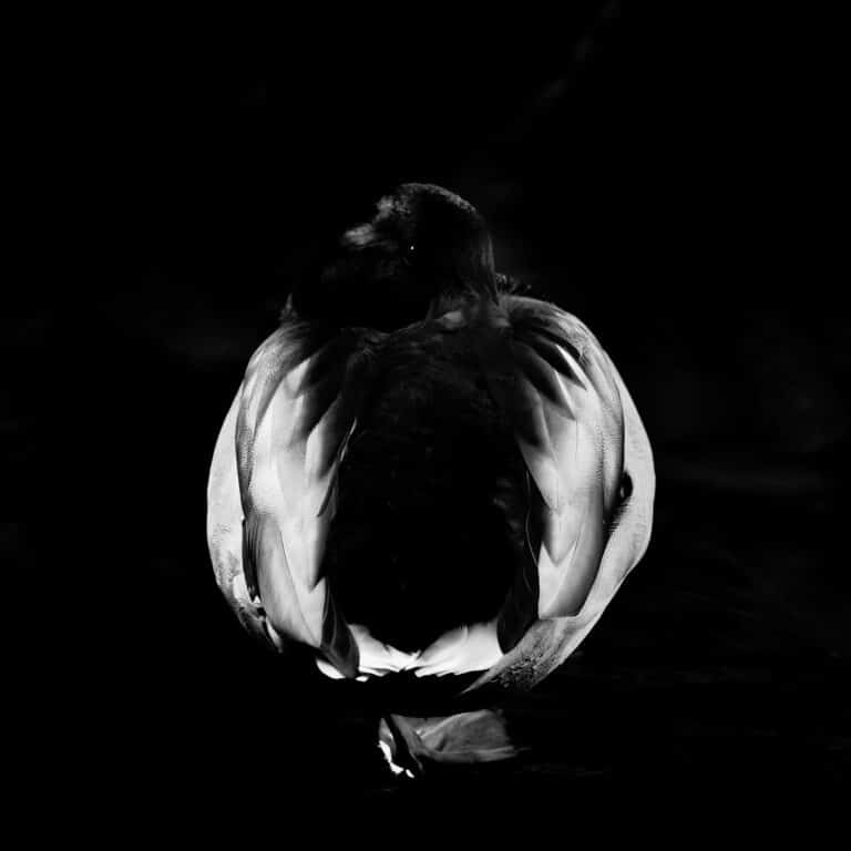 New Awakening: snoozing duck, opening one eye, against dark background