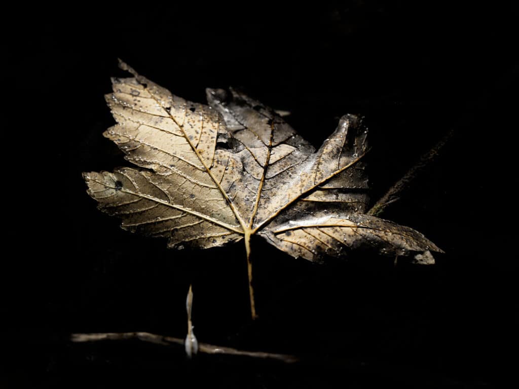 Oneiroi: golden shining maple leaf, against dark background