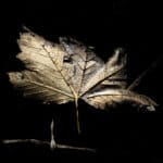 Oneiroi: golden shining maple leaf, against dark background