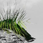 a stone with grass in the water, looking like floating through the air