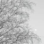 Companions: tree branches and the moon