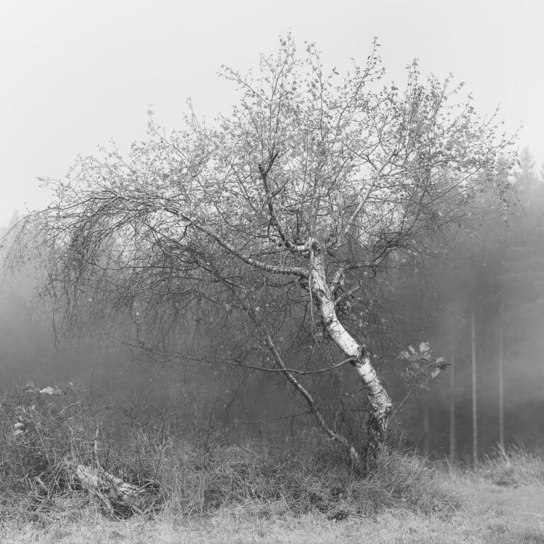 Contemplation: birch tree in fog