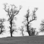 silhouettes of trees, looking like they are dancing a dance of joy