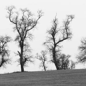 silhouettes of trees, looking like they are dancing a dance of joy