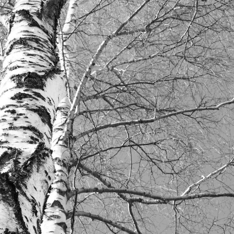 Determination: birch tree