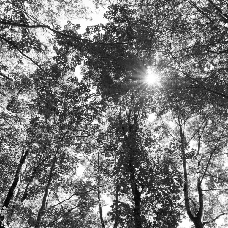 Divine: looking upwards into the canopy of trees, with sun rays