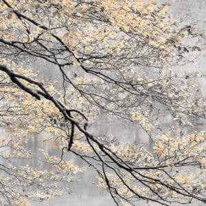 Gratitude: tree branches with orange colored leaves