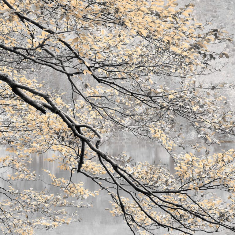 Gratitude: tree branches with orange colored leaves