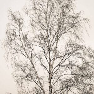 Guardians: silhouettes of birch trees in winter