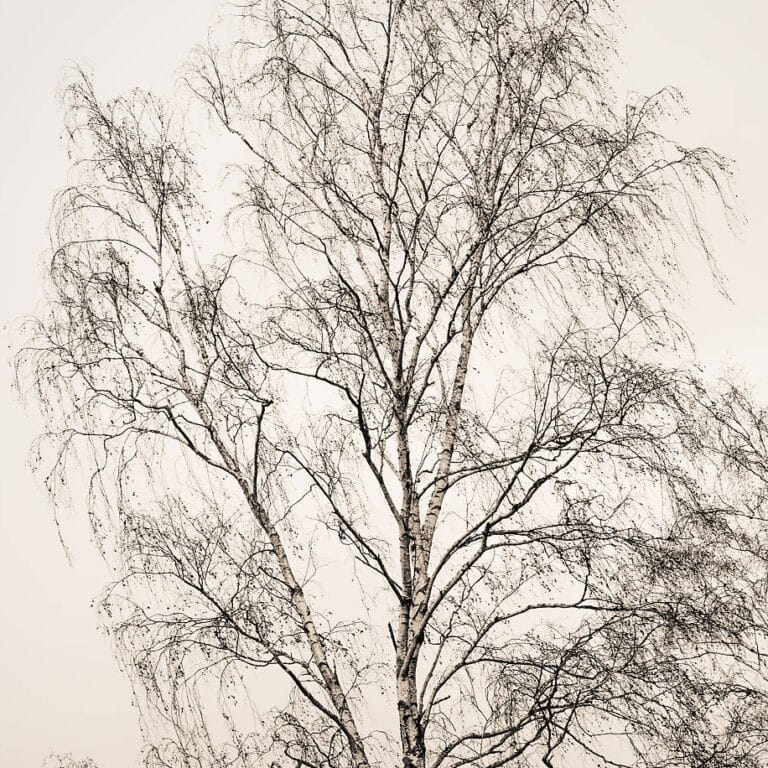 Guardians: silhouettes of birch trees in winter