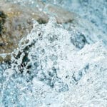 Hippocamp: structures in water looking like a seahorse
