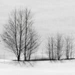 silhouettes of winter trees, looking like an Indian ink drawing