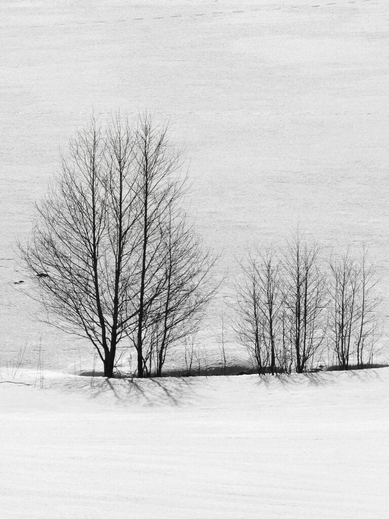 silhouettes of trees in winter, looking like an Indian ink drawing