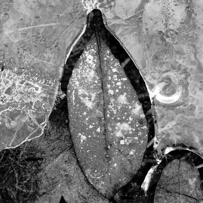 frozen leaf, looking like a king penguin