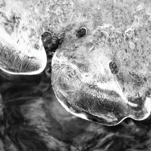 icicles in a river, looking like a leopard seal