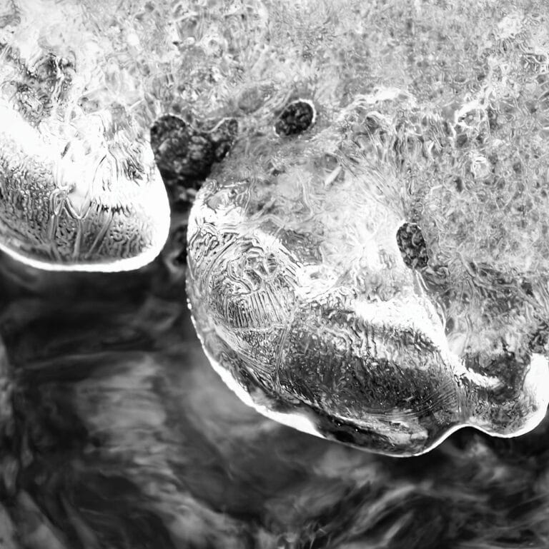icicles in a river, looking like a leopard seal