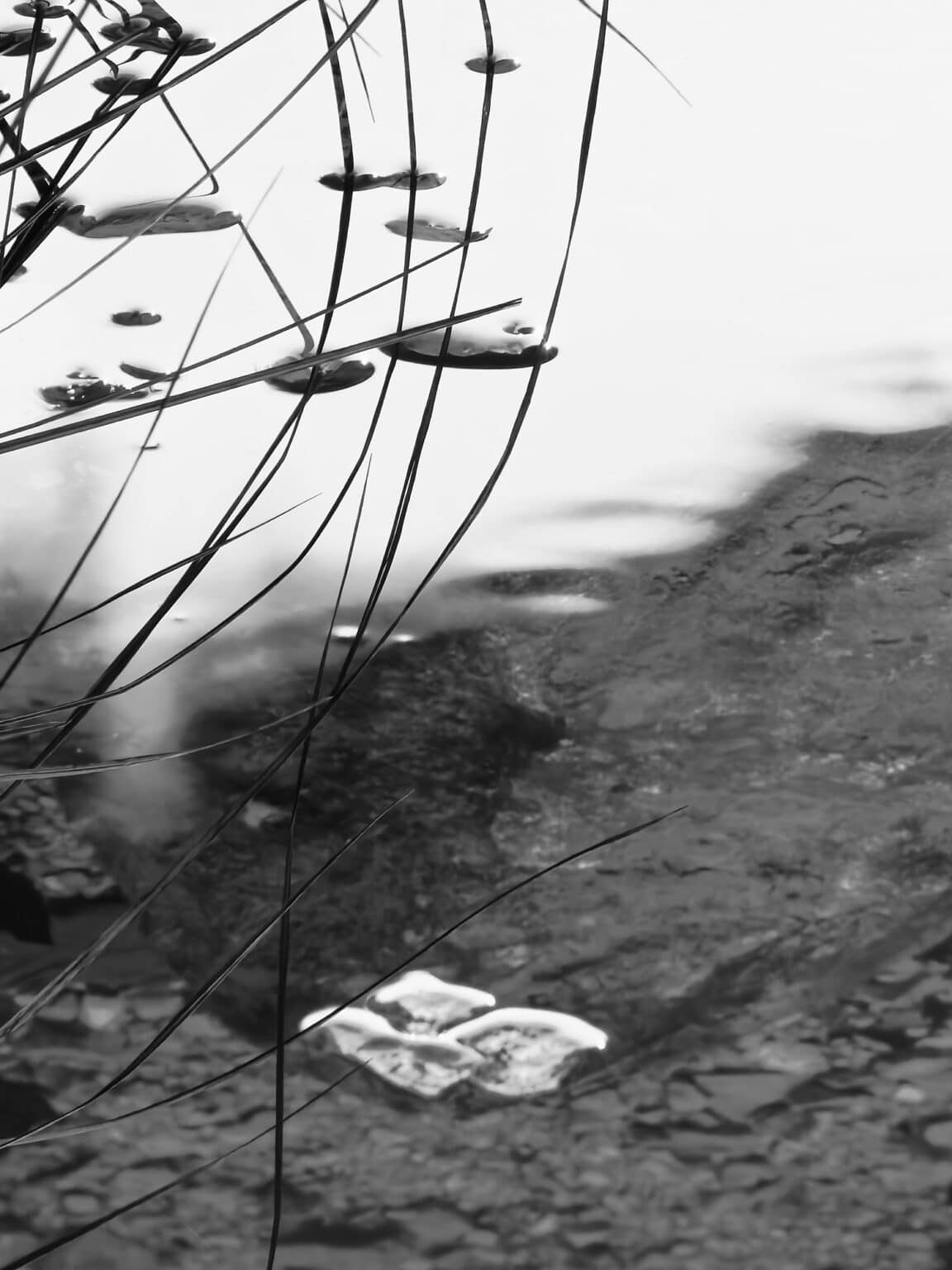 grass and pebbles in the water, looking like mercury drops