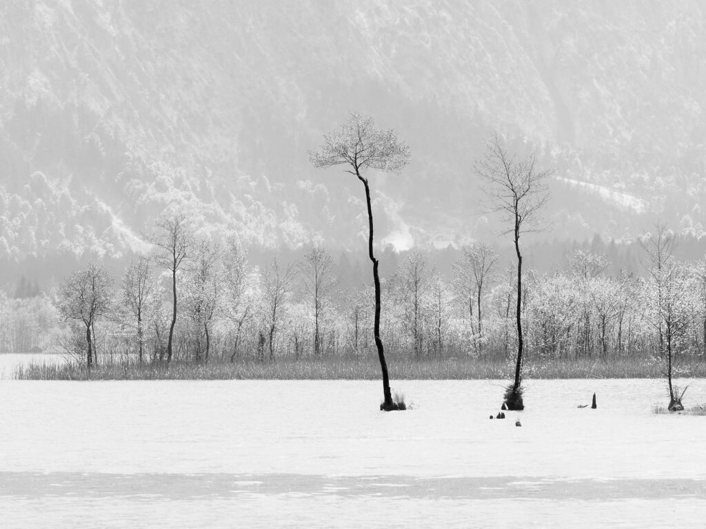 Pioneers: two tall trees, growing in a lake