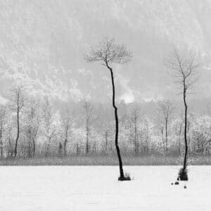 Pioneers: two tall trees, growing in a lake