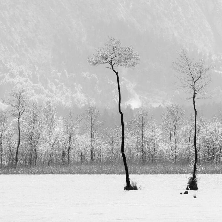 Pioneers: two tall trees, growing in a lake