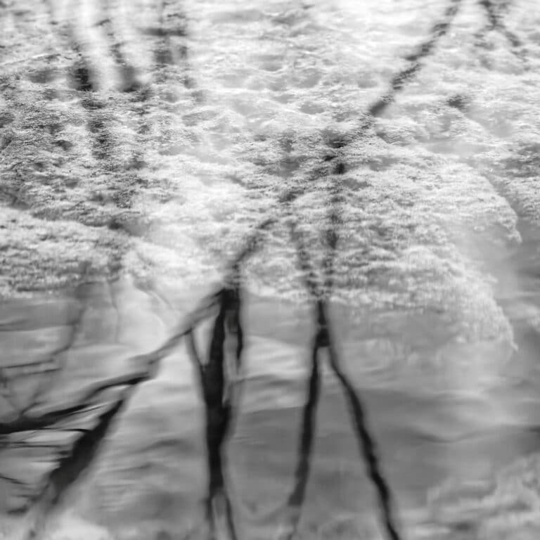 Remains of Reed: reflections of reed in water