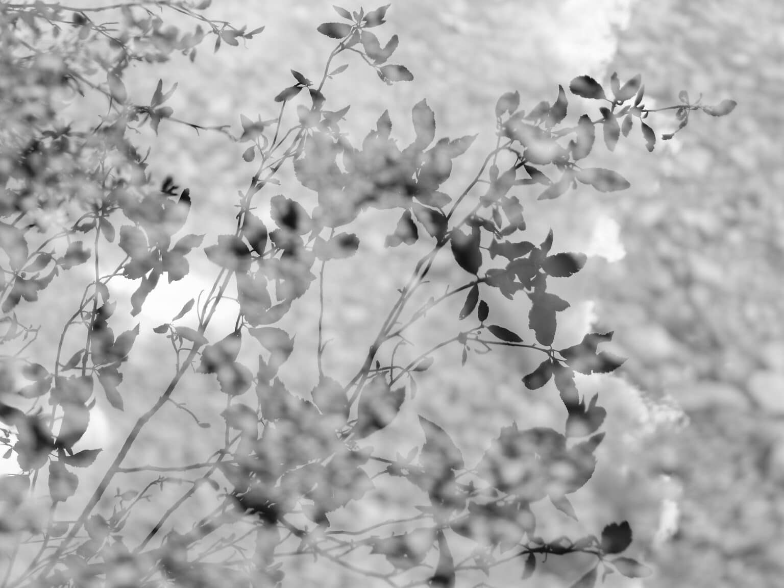 Reverie: reflections of leaves in water