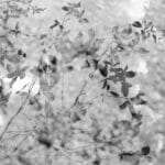 Reverie: reflection of leaves in the water