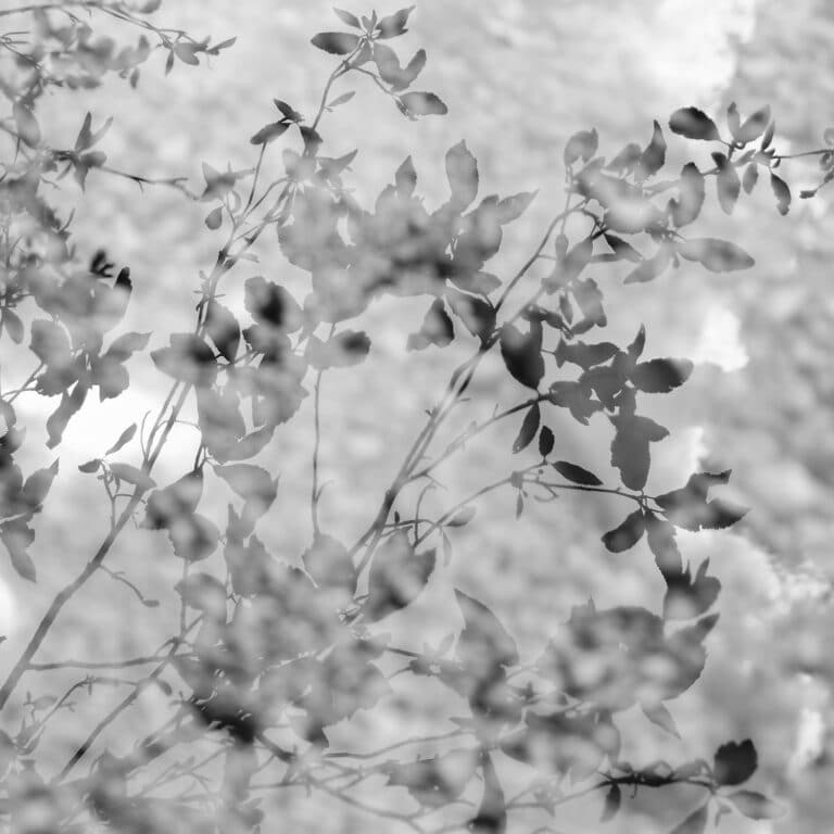Reverie: reflection of leaves in the water