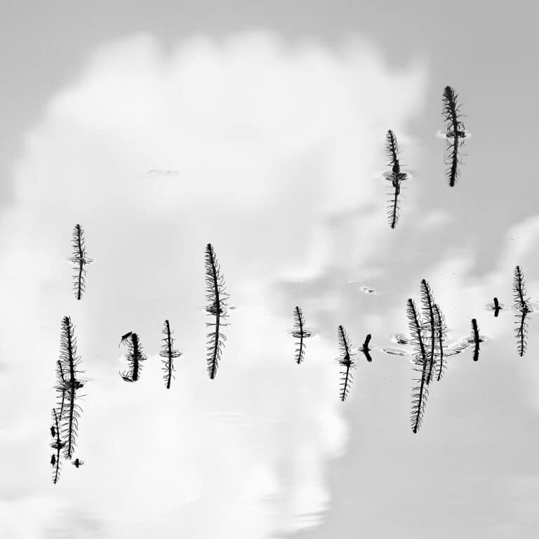 plants growing in water, looking like they are sky grown