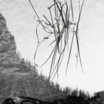 Time Traveller: reflections of a plant in water, appearing out of nowhere