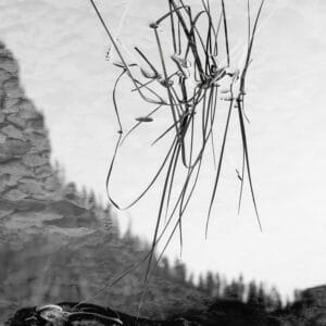 Time Traveller: reflections of a plant in water, appearing out of nowhere