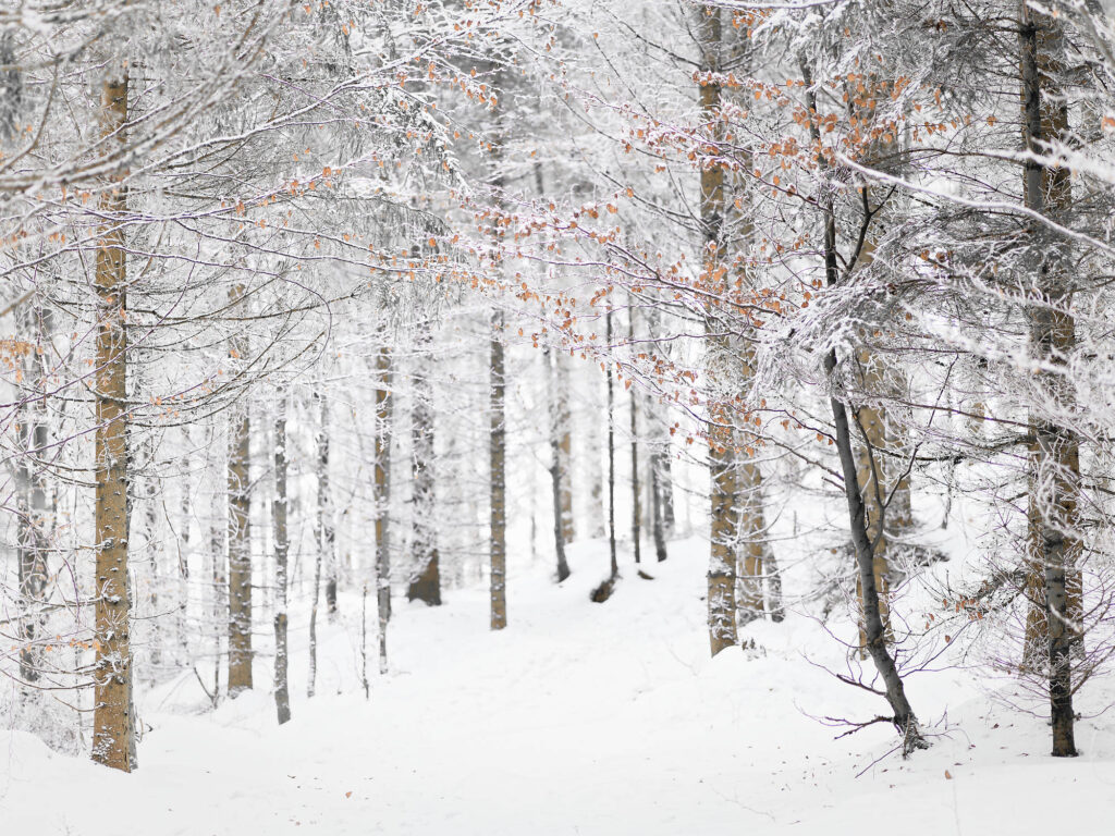 Winter Bliss: winter forest