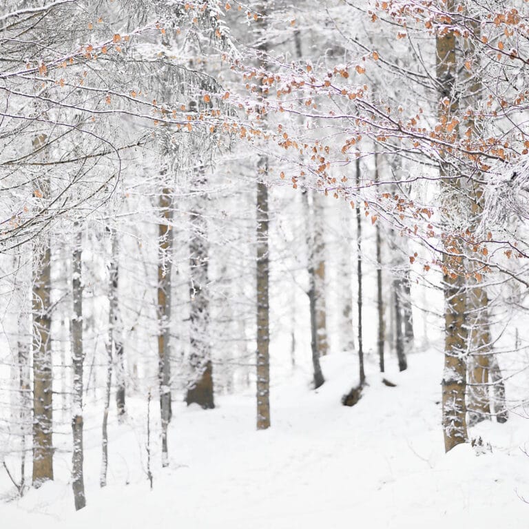 Winter bliss in a winter forest