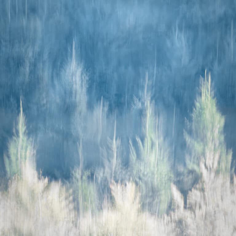 Woodlands: impressionistic photography of a forest